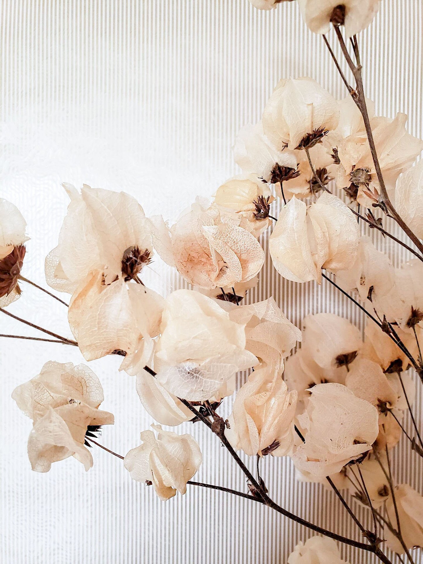 Dried Bleached Cara Blossom Stems
