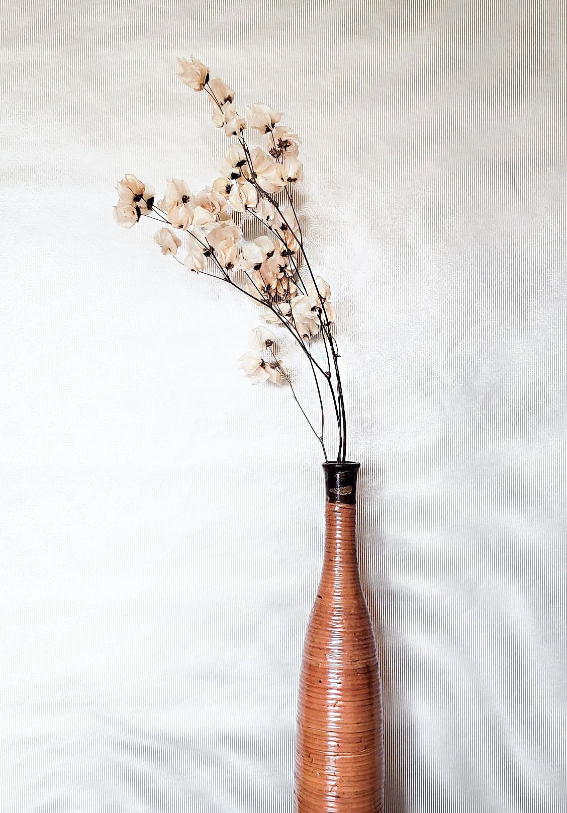 Dried Bleached Cara Blossom Stems