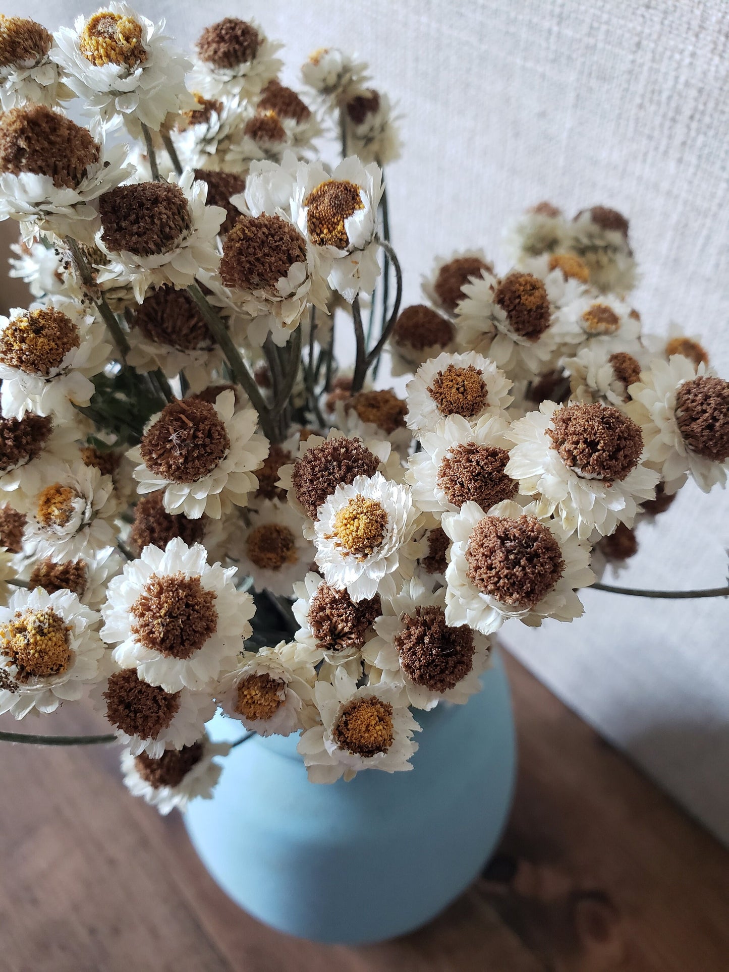Dried Ammobium Daisy-like flower