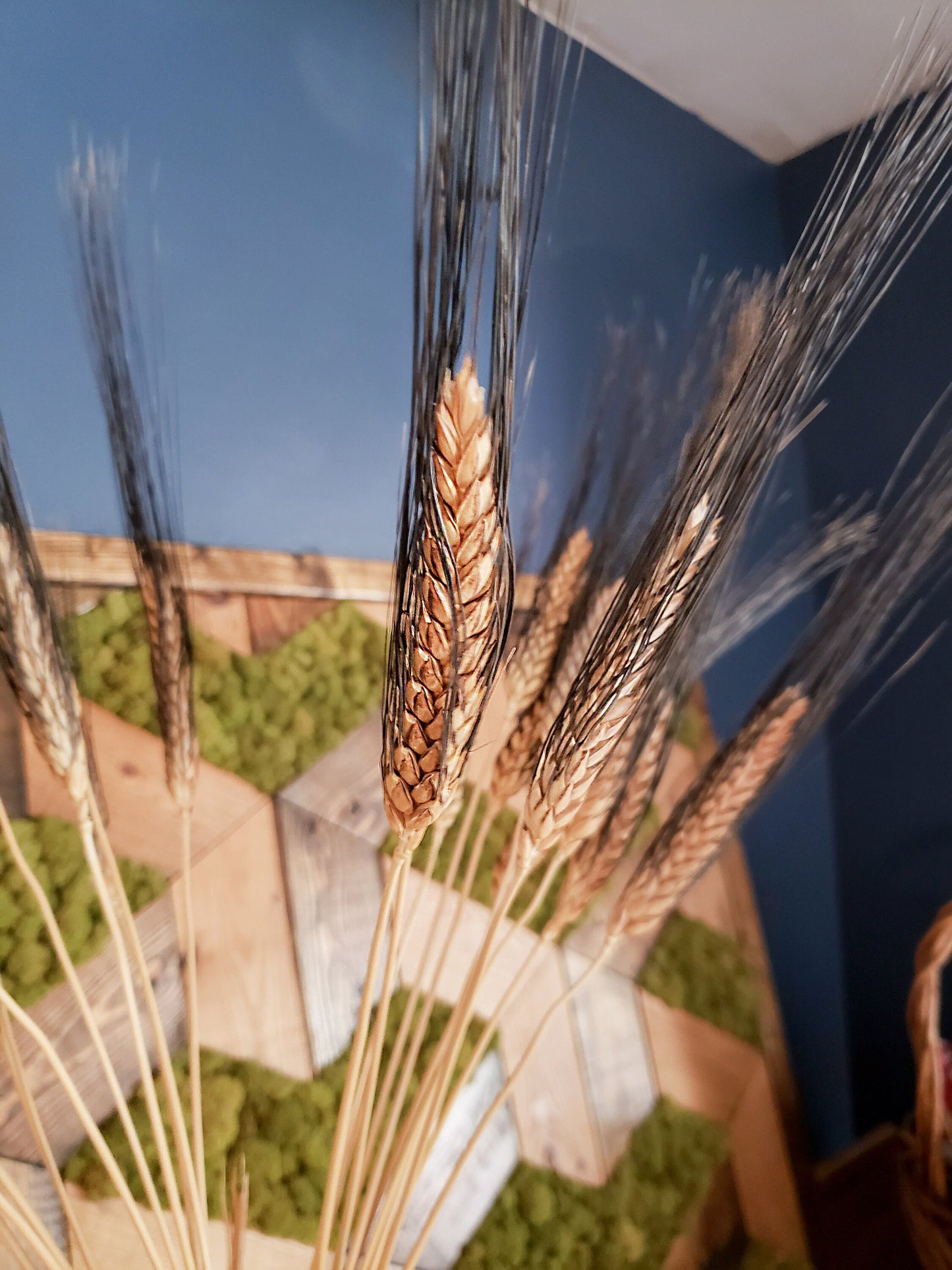 Dried Black Bearded Wheat