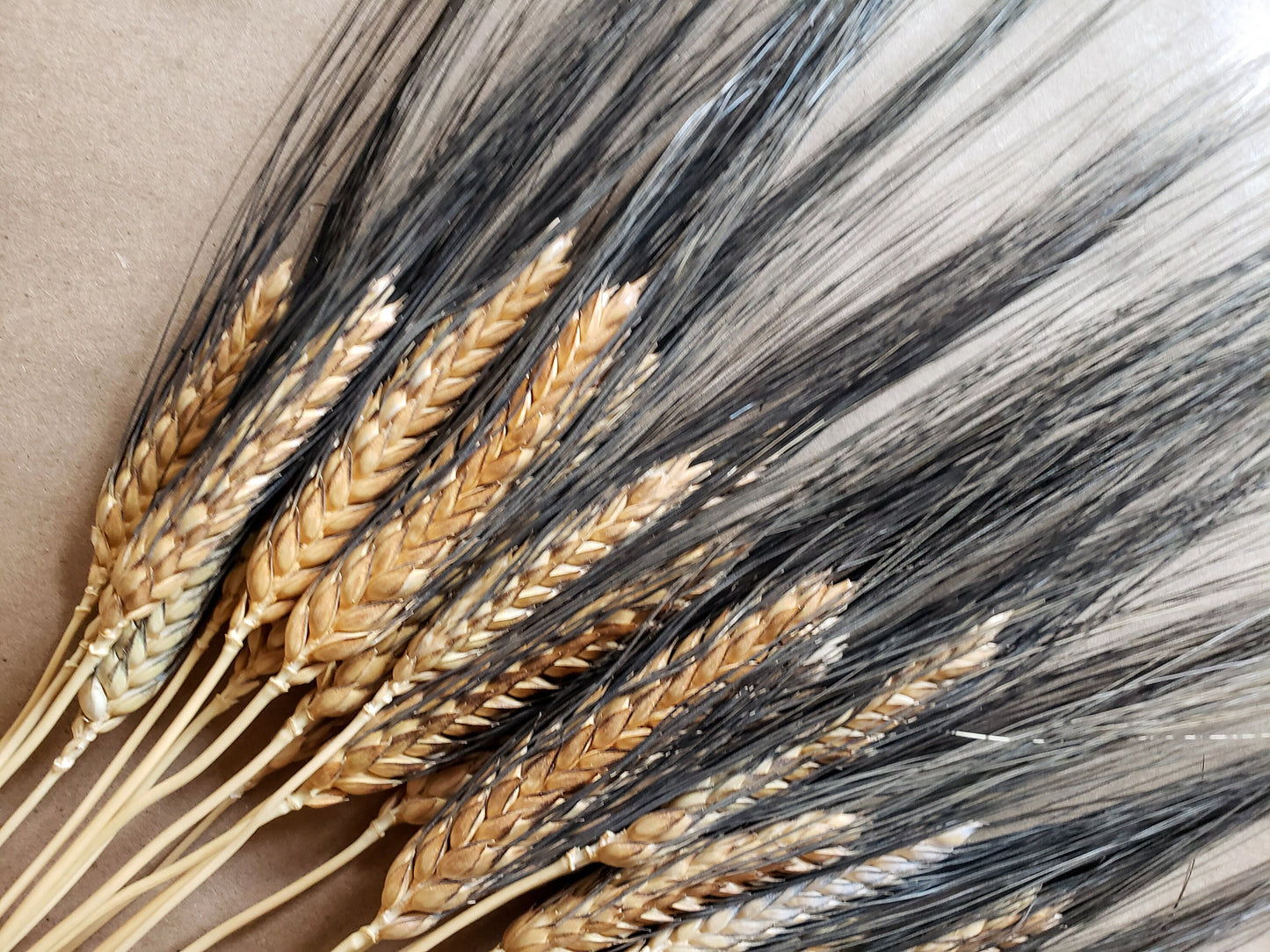 Dried Black Bearded Wheat