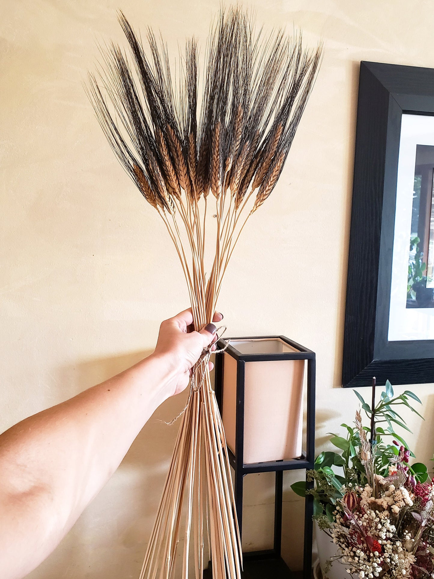 Dried Black Bearded Wheat