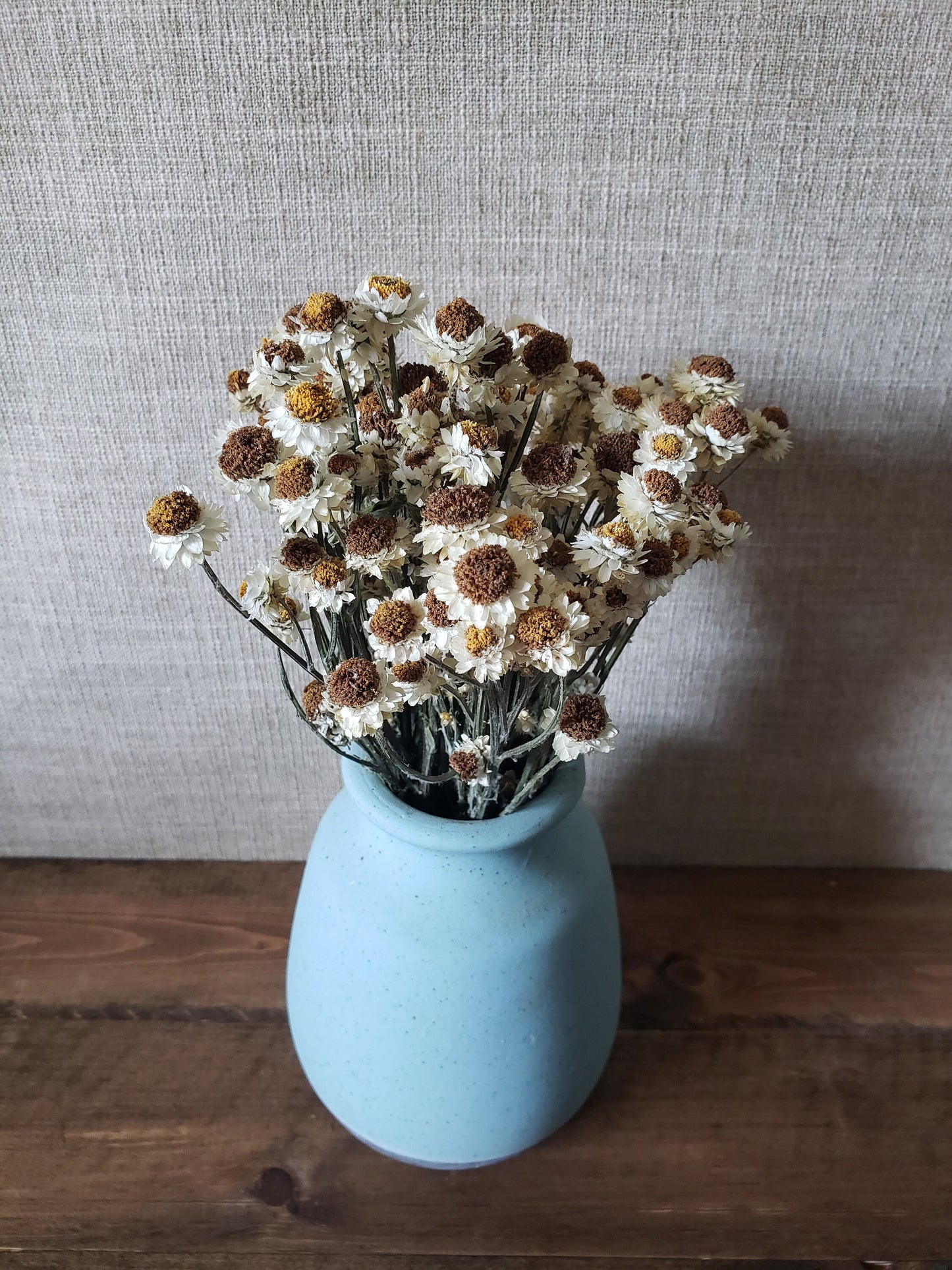 Dried Ammobium Daisy-like flower