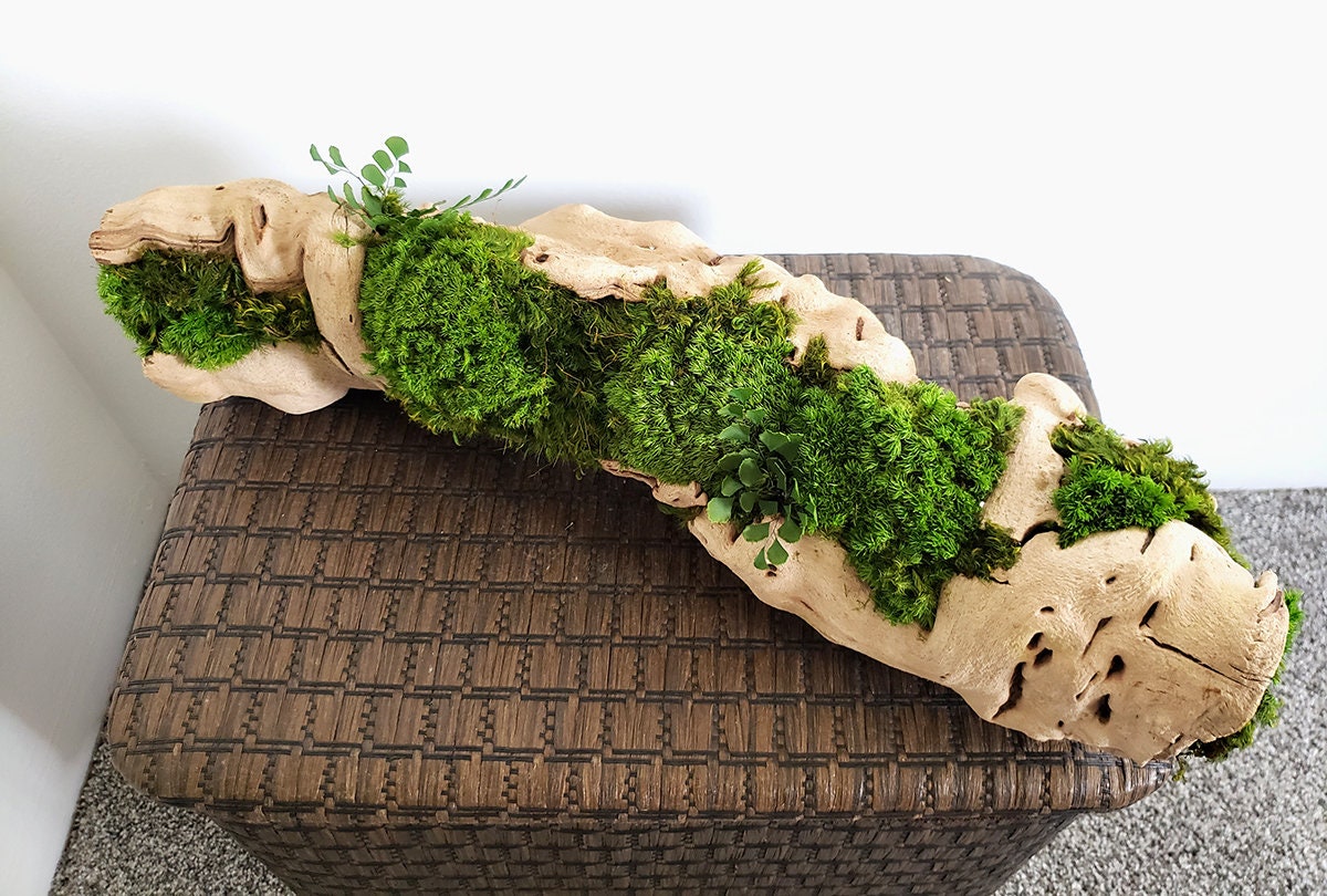 Grapewood log centerpiece with Preserved Moss