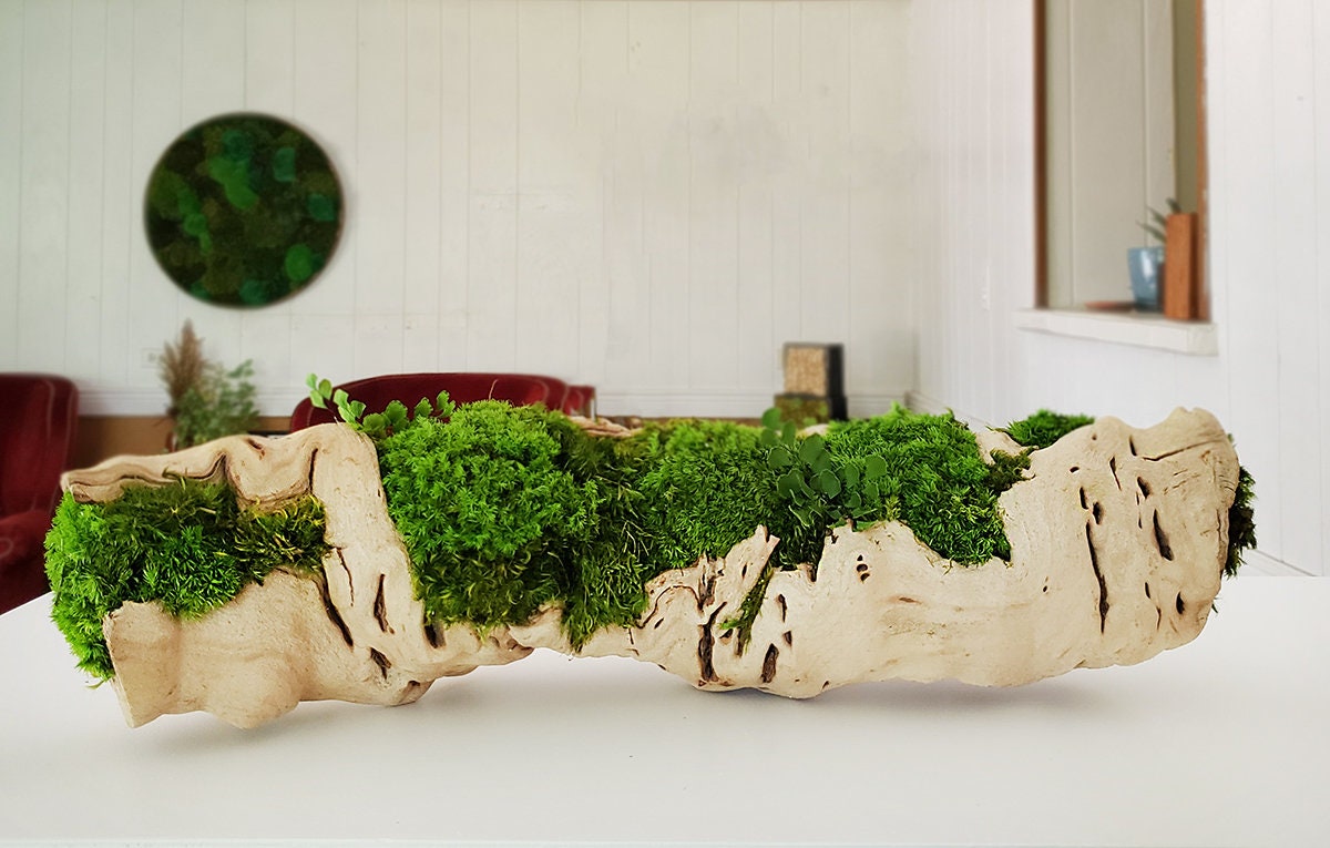 Grapewood log centerpiece with Preserved Moss