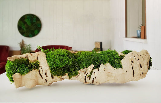 Grapewood log centerpiece with Preserved Moss