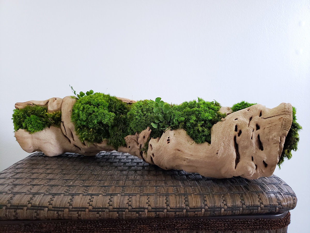 Grapewood log centerpiece with Preserved Moss