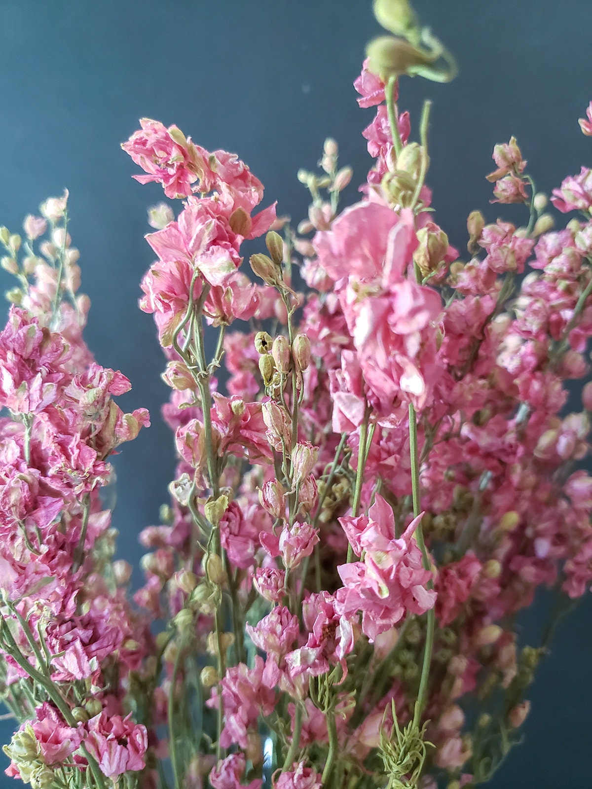 Dried Pink Larkspur