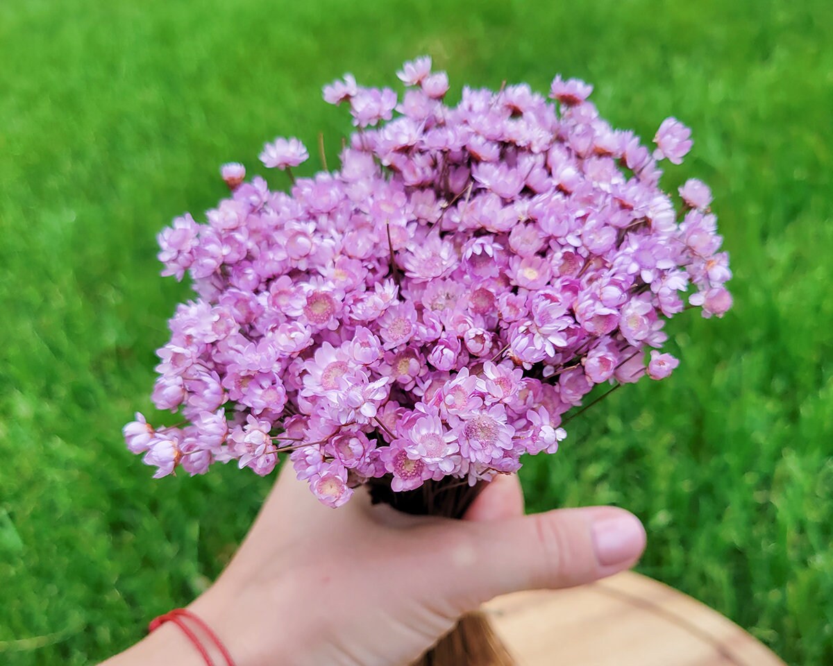 Dried Purple Star Flowers