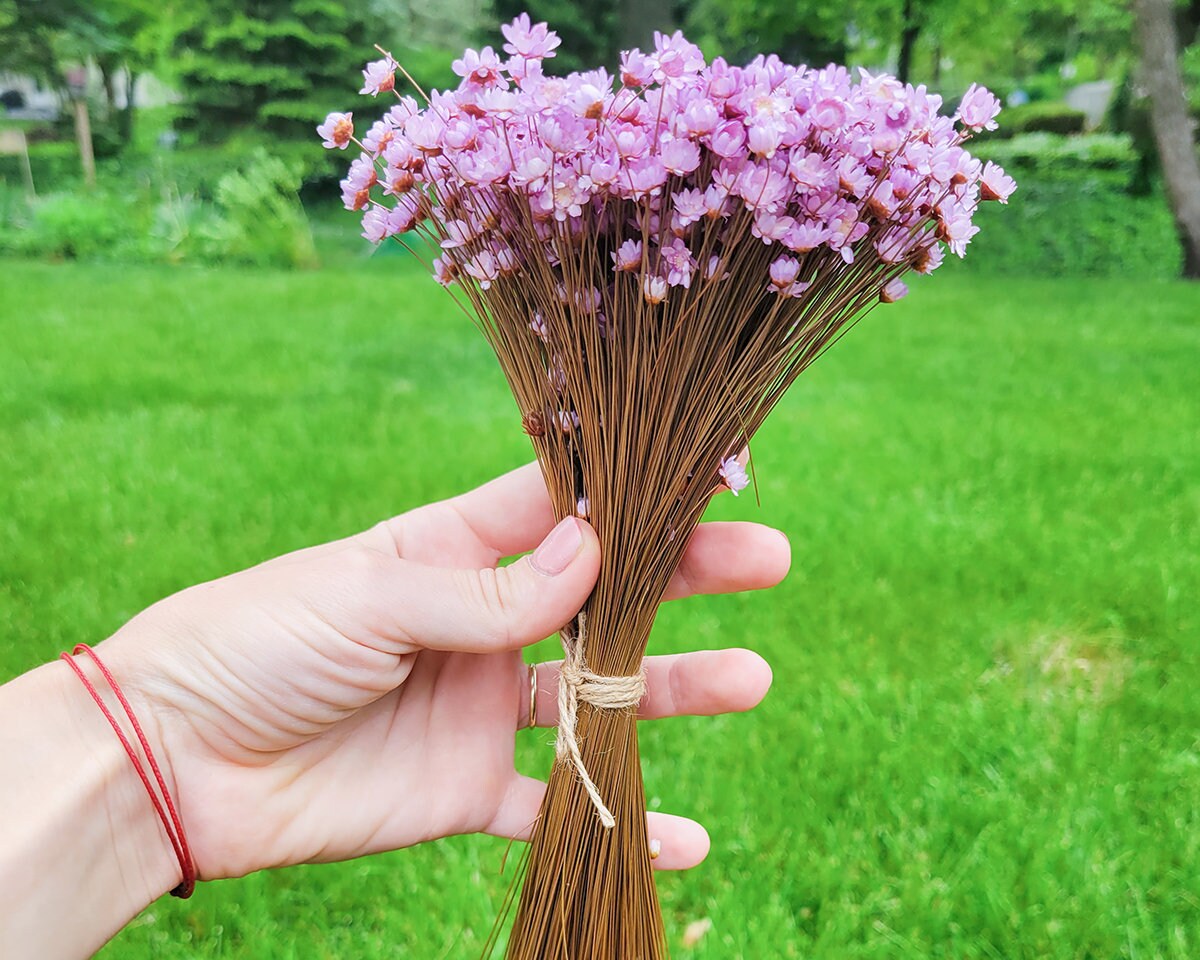 Dried Purple Star Flowers