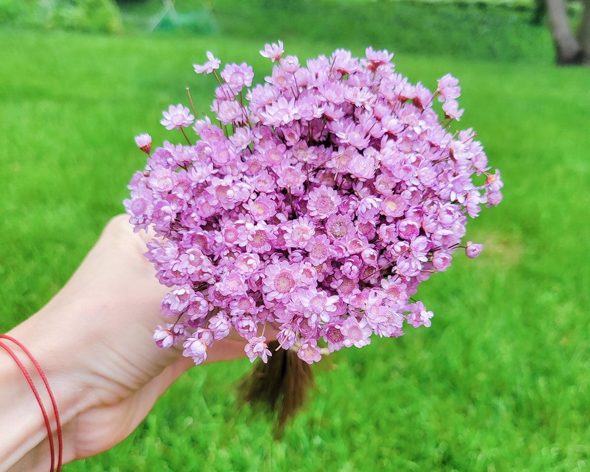 Dried Star Flowers in Natural