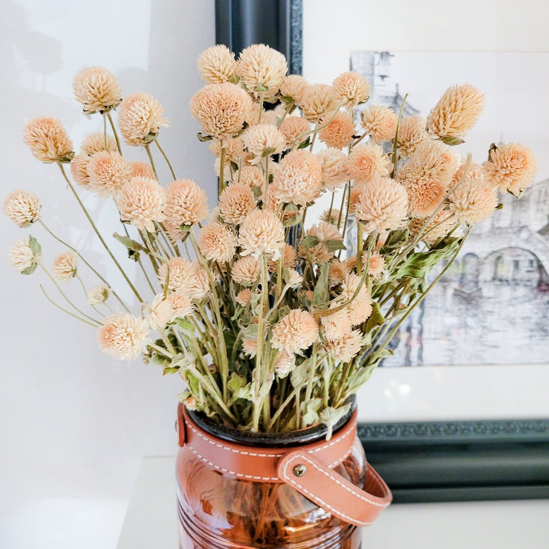 Dried Cream Blush Globe Amaranth