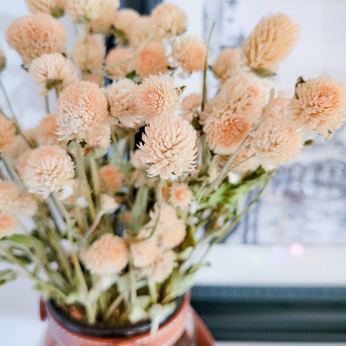 Dried Cream Blush Globe Amaranth