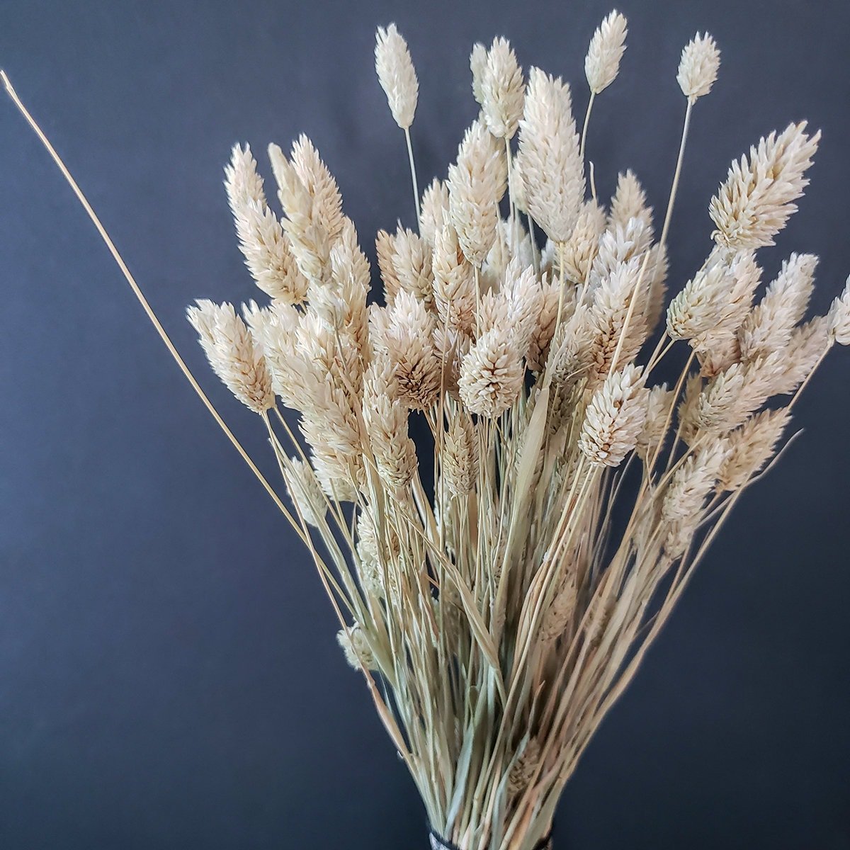 Natural Dried Phalaris Grass - Mossy Moss by Olia