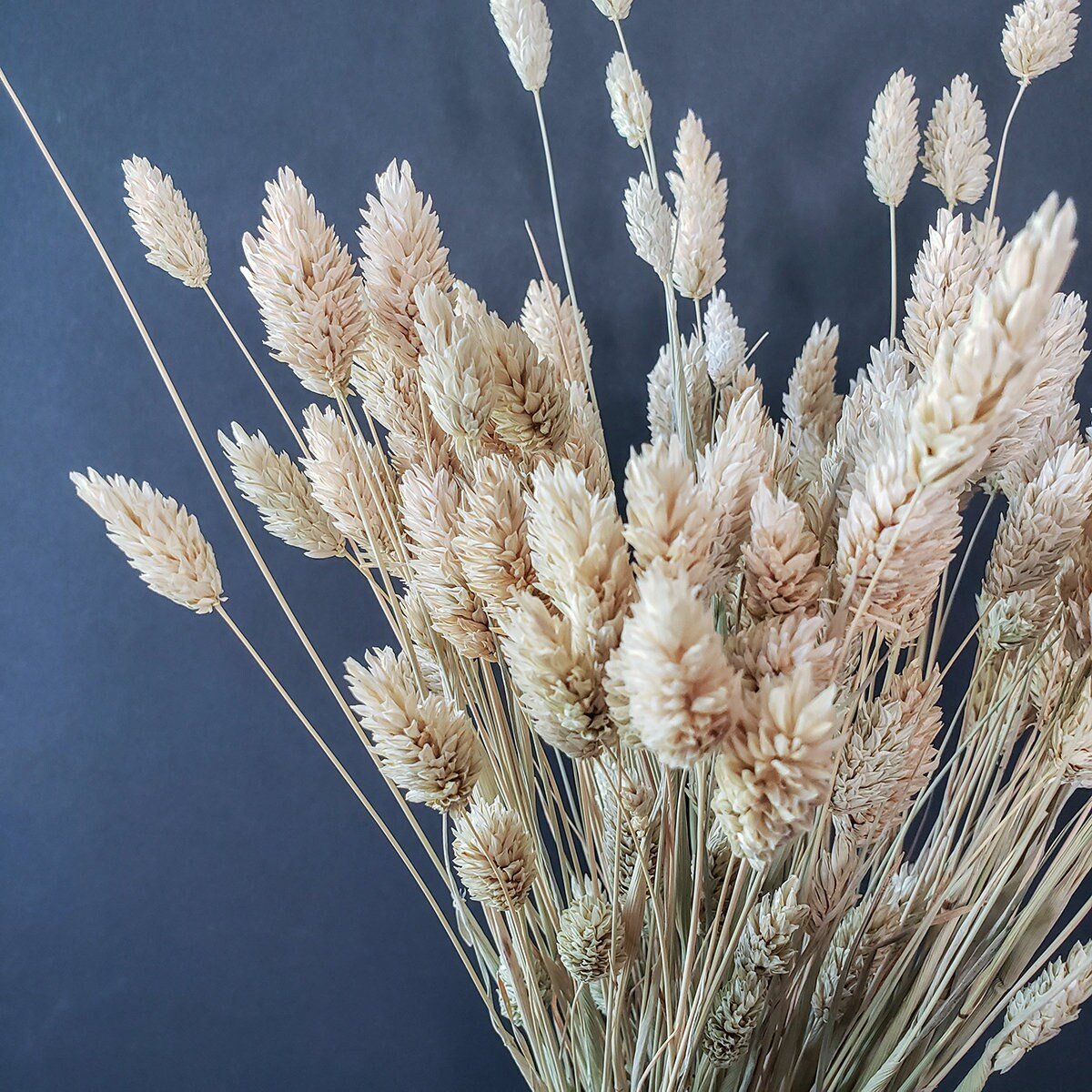 Natural Dried Phalaris Grass - Mossy Moss by Olia