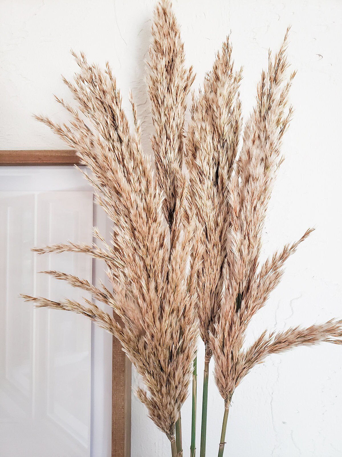 Natural Preserved Plume Reed - Mossy Moss by Olia