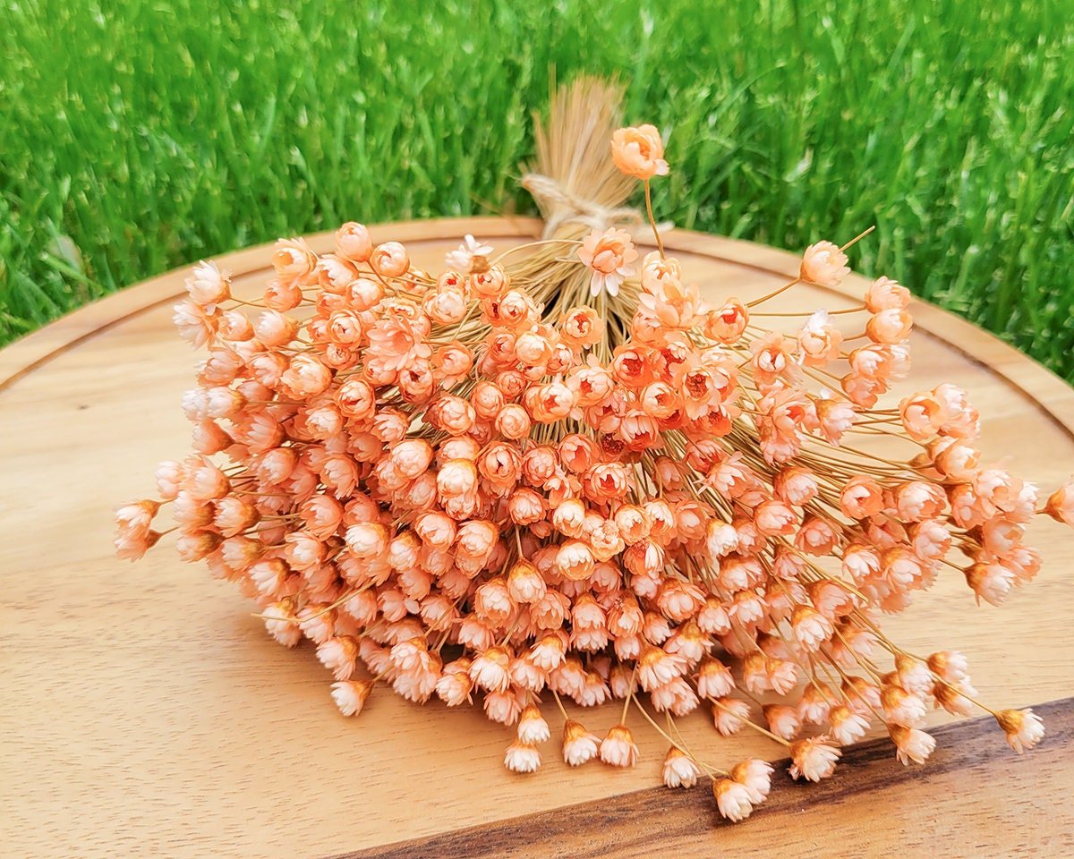 Peach Dried Star Flowers - Mossy Moss by Olia