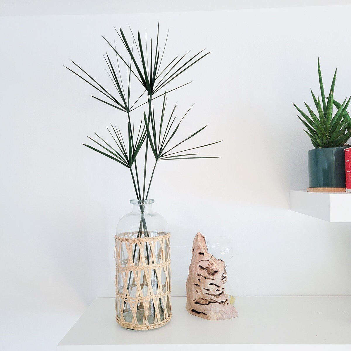 Preserved 24-28" Green Papyrus 6 Stem Bunch - Mossy Moss by Olia