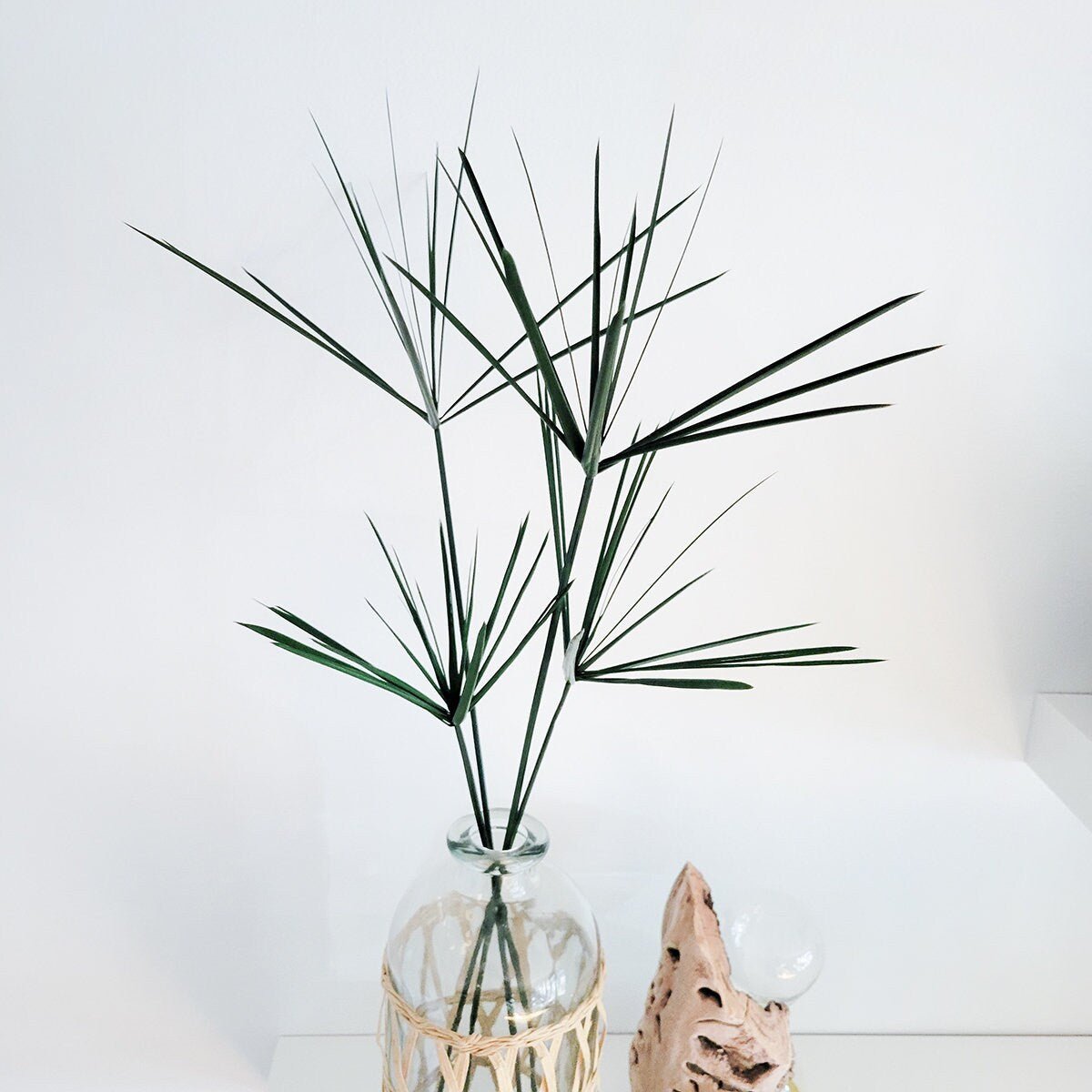 Preserved 24-28" Green Papyrus 6 Stem Bunch - Mossy Moss by Olia