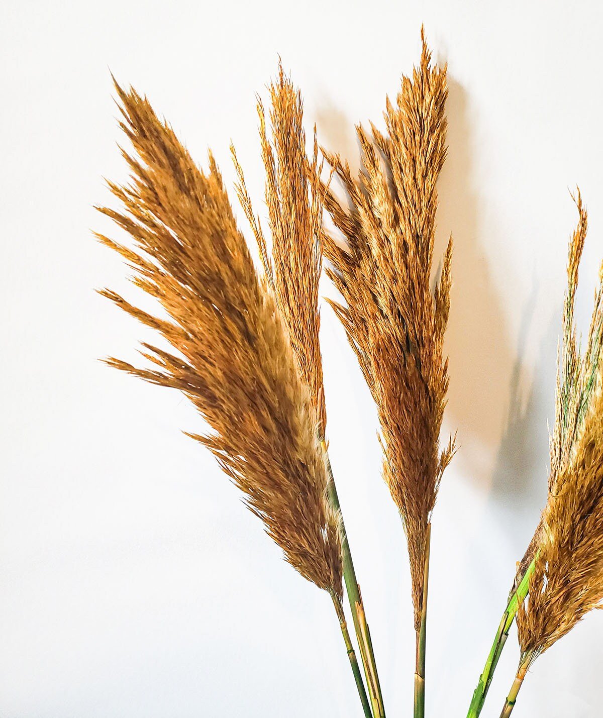 Preserved Aspen Plume Reed - Mossy Moss by Olia