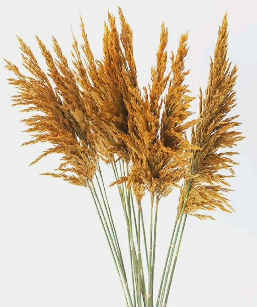 Preserved Aspen Plume Reed - Mossy Moss by Olia