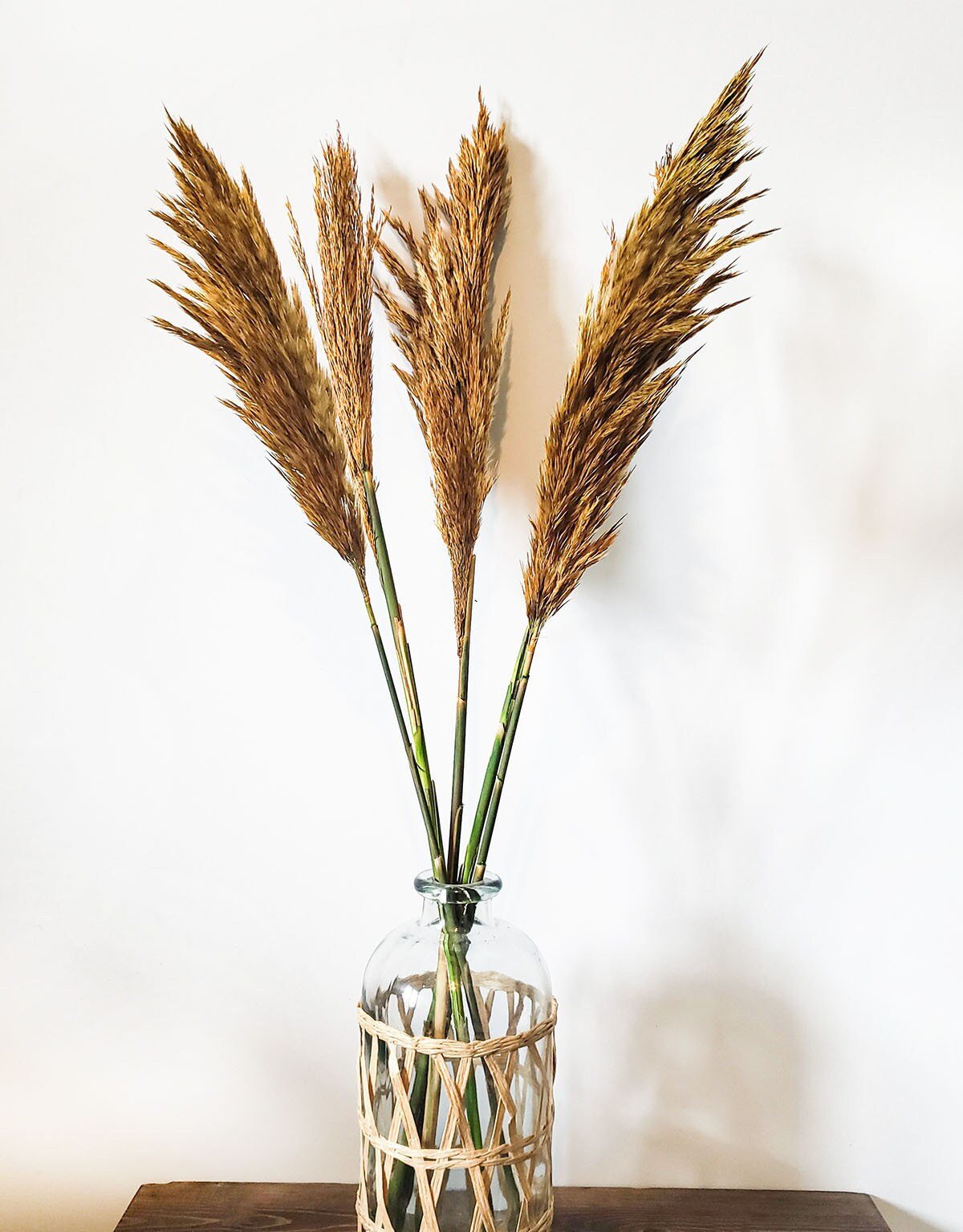 Preserved Aspen Plume Reed - Mossy Moss by Olia