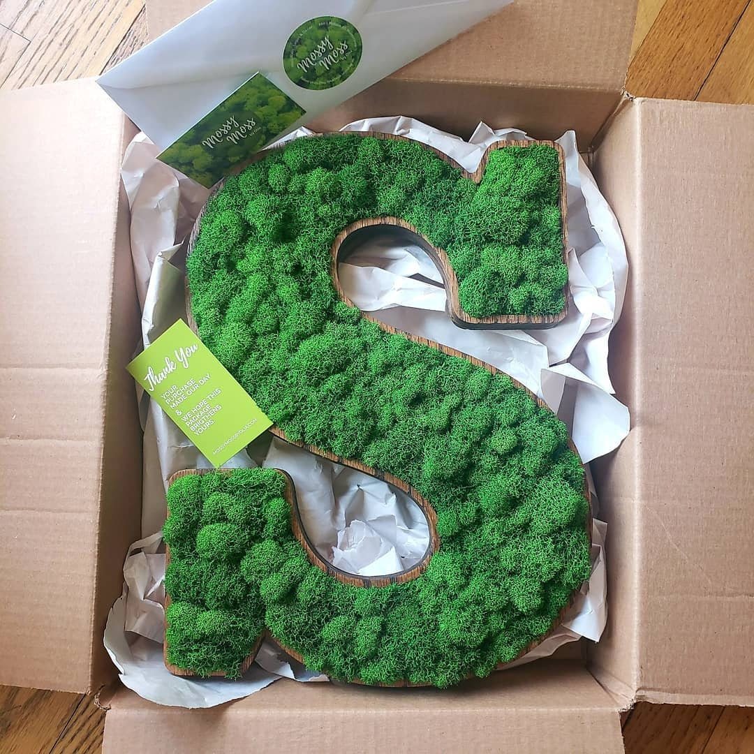 Preserved Basil Green Reindeer Moss - Mossy Moss by Olia