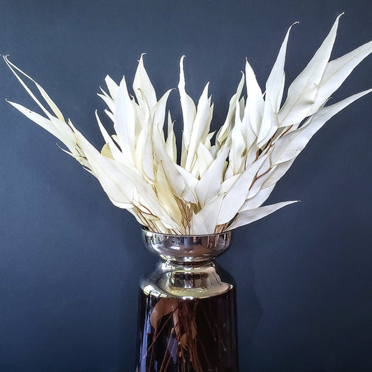 Preserved Bleached White Eucalyptus Willow - Mossy Moss by Olia