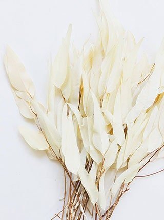 Preserved Bleached White Eucalyptus Willow - Mossy Moss by Olia