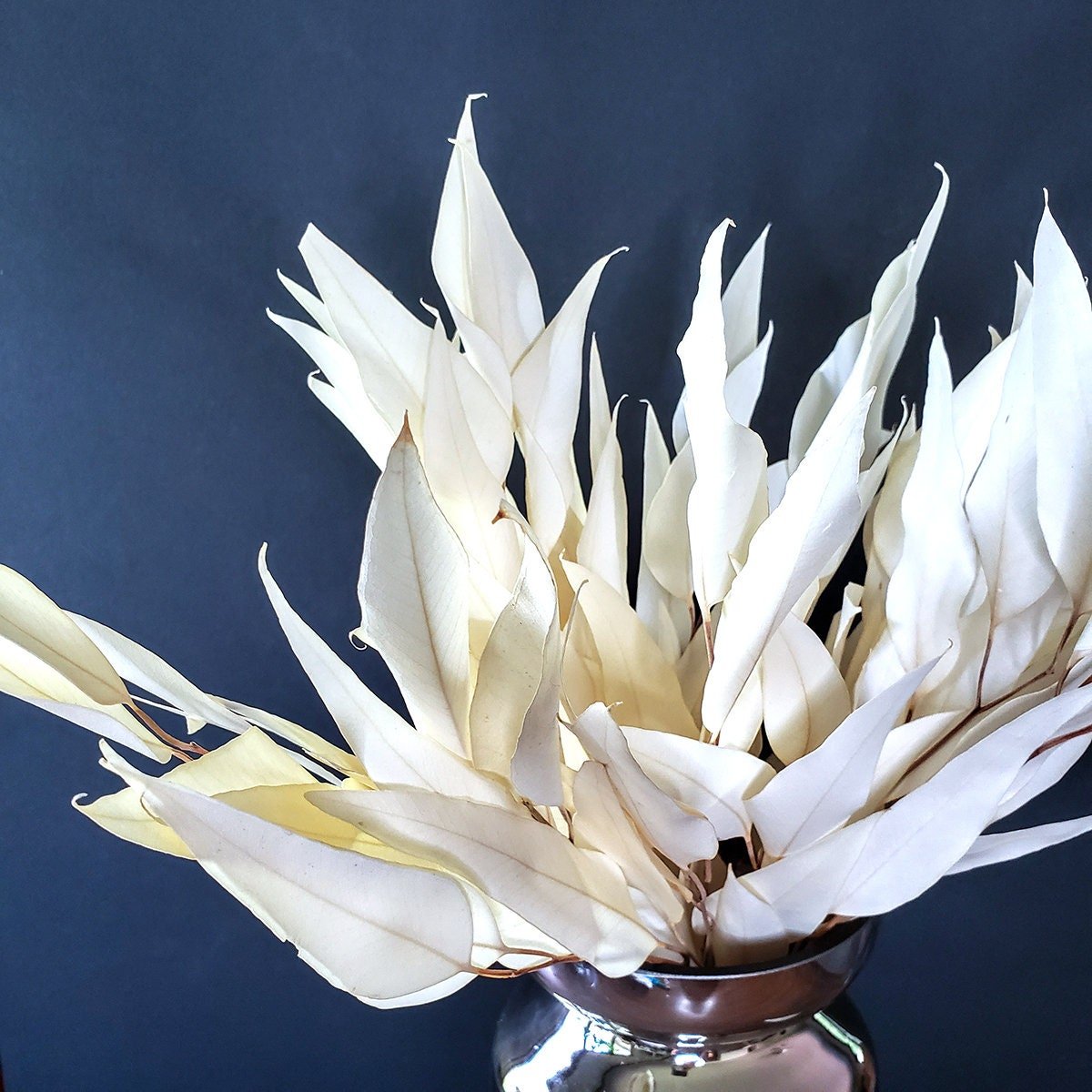 Preserved Bleached White Eucalyptus Willow - Mossy Moss by Olia
