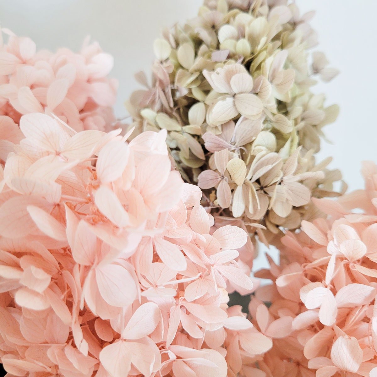 Preserved Blush pink or Purple Gray Hydrangea - Mossy Moss by Olia