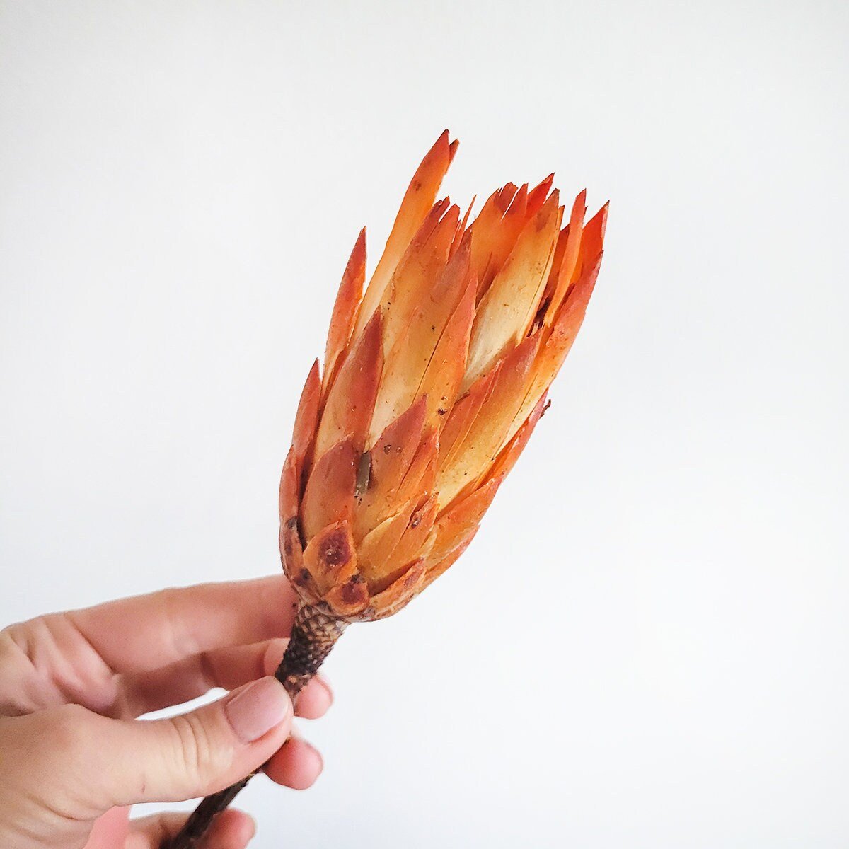 Preserved Colorful Protea Repens - Mossy Moss by Olia