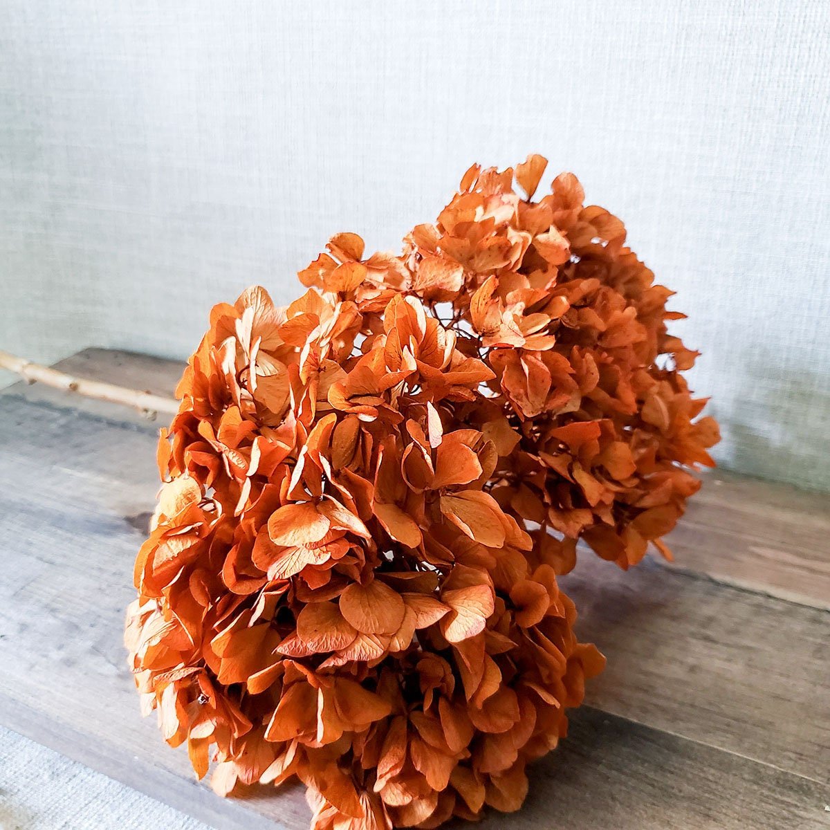 Preserved Hydrangeas Autumn Fall Colors - Mossy Moss by Olia