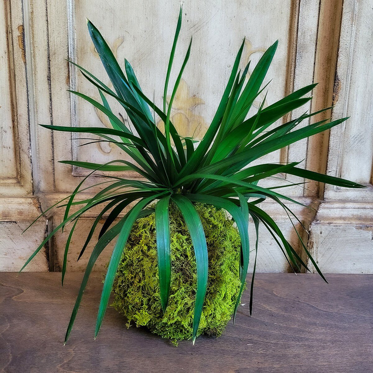 Preserved Kokedama with Real preserved Papyrus Greenery - Mossy Moss by Olia