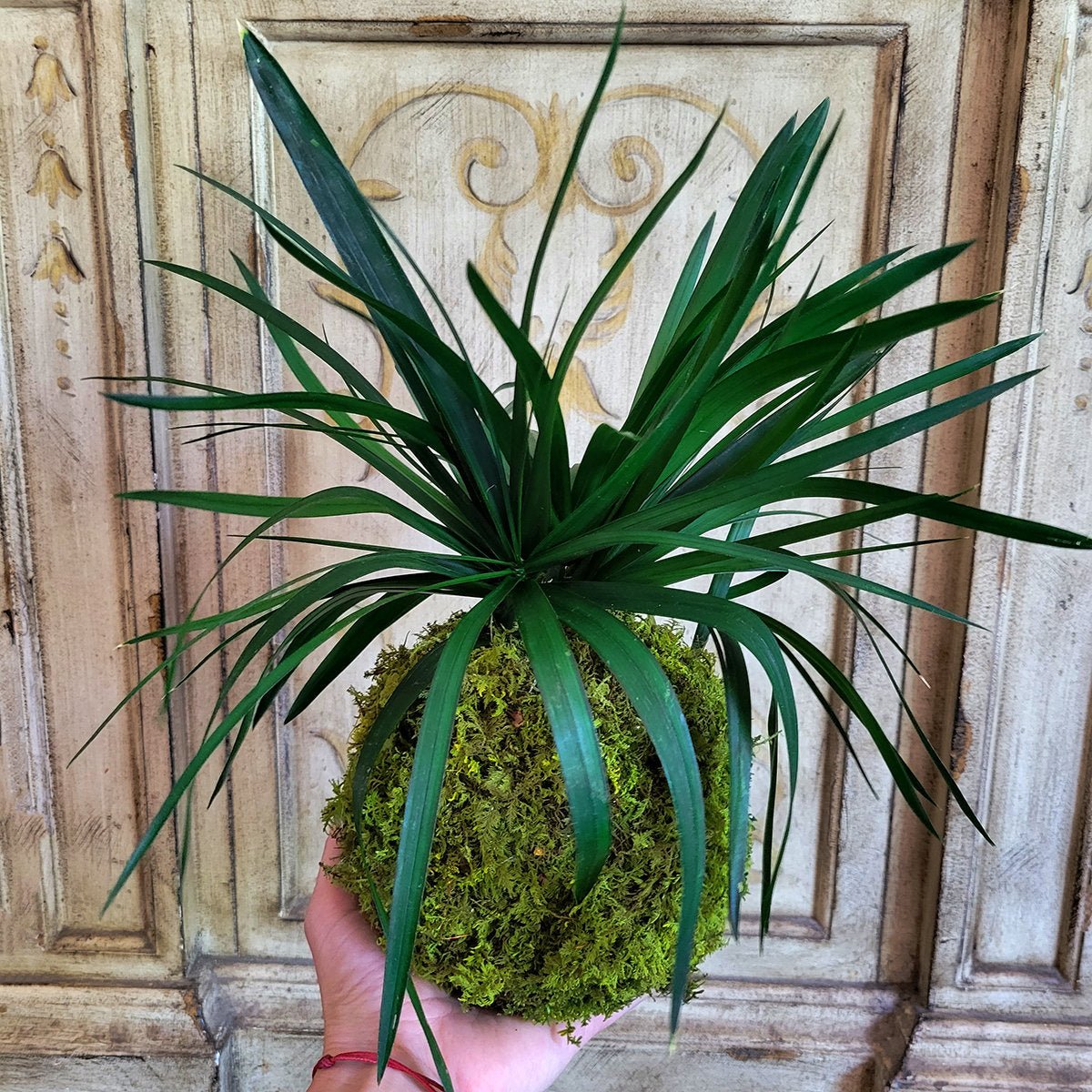 Preserved Kokedama with Real preserved Papyrus Greenery - Mossy Moss by Olia
