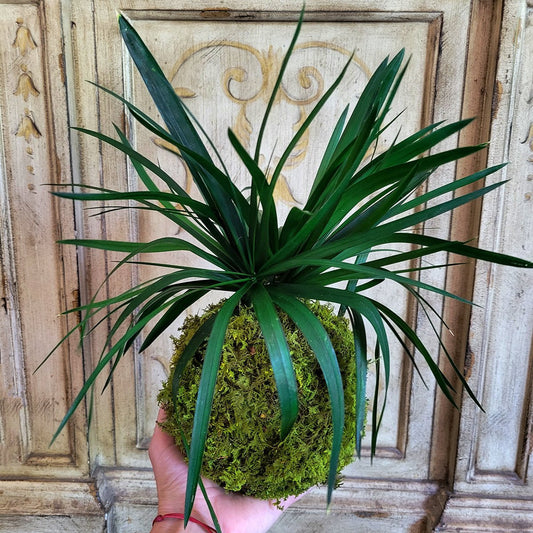 Preserved Kokedama with Real preserved Papyrus Greenery - Mossy Moss by Olia