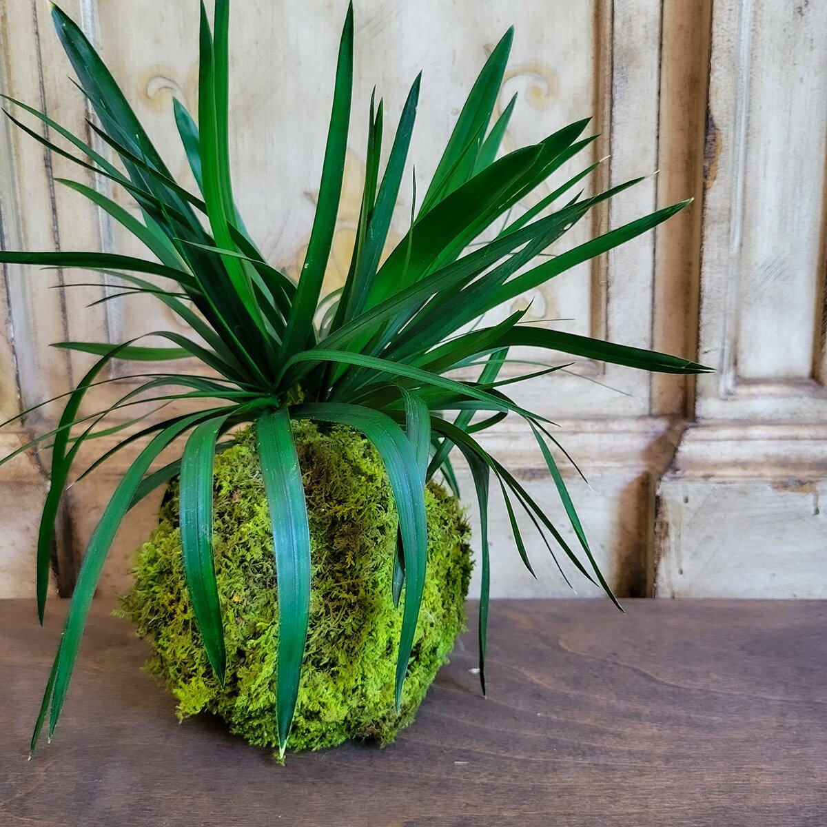 Preserved Kokedama with Real preserved Papyrus Greenery - Mossy Moss by Olia