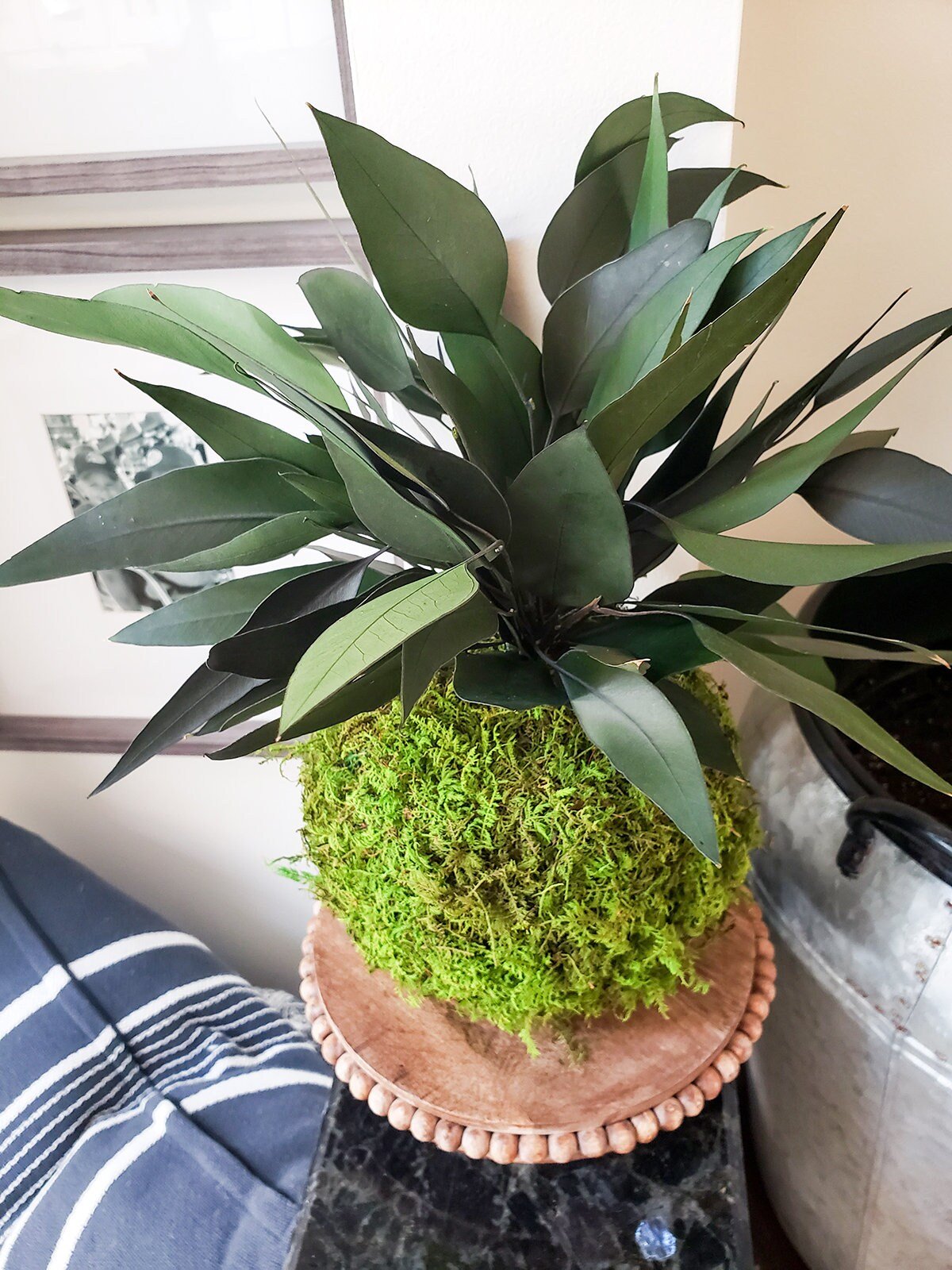 Preserved Kokedama with Real preserved Weeping Willow Eucalyptus - Mossy Moss by Olia