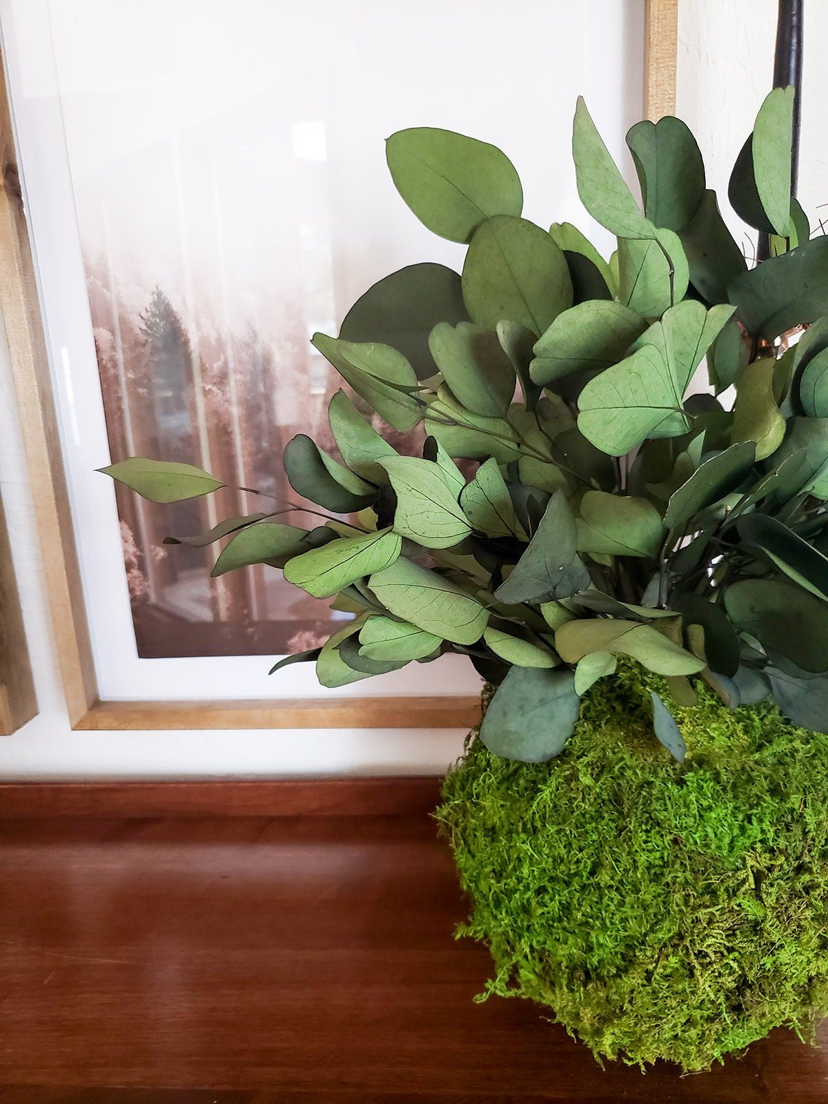 Preserved Kokedama with Silver Dollar Eucalyptus - Mossy Moss by Olia