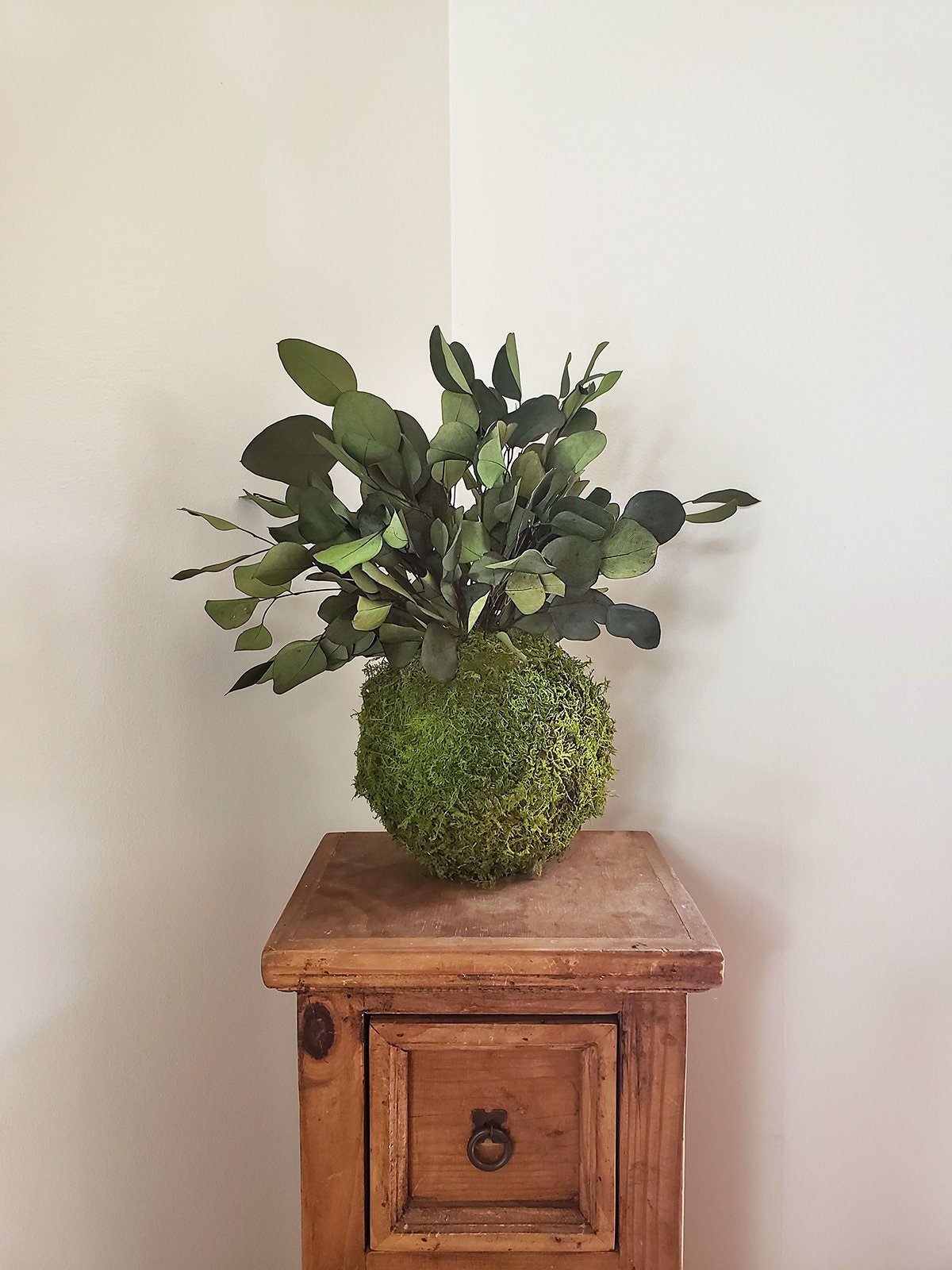 Preserved Kokedama with Silver Dollar Eucalyptus - Mossy Moss by Olia