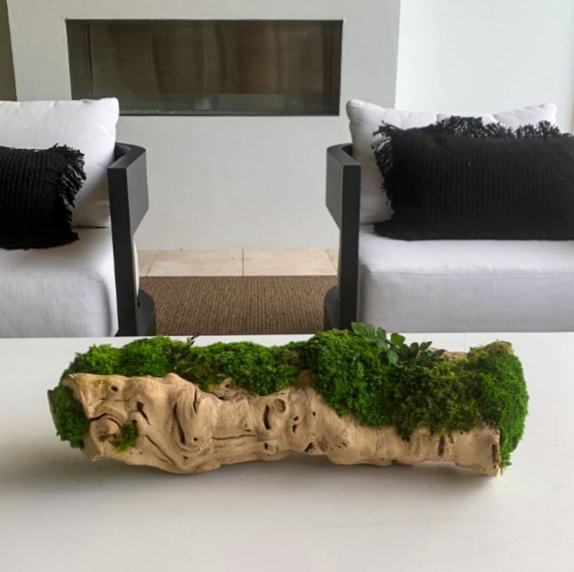Preserved Moss Centerpiece with grape wood log base - Mossy Moss by Olia
