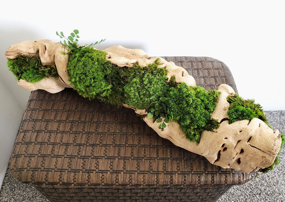 Preserved Moss Centerpiece with grape wood log base - Mossy Moss by Olia