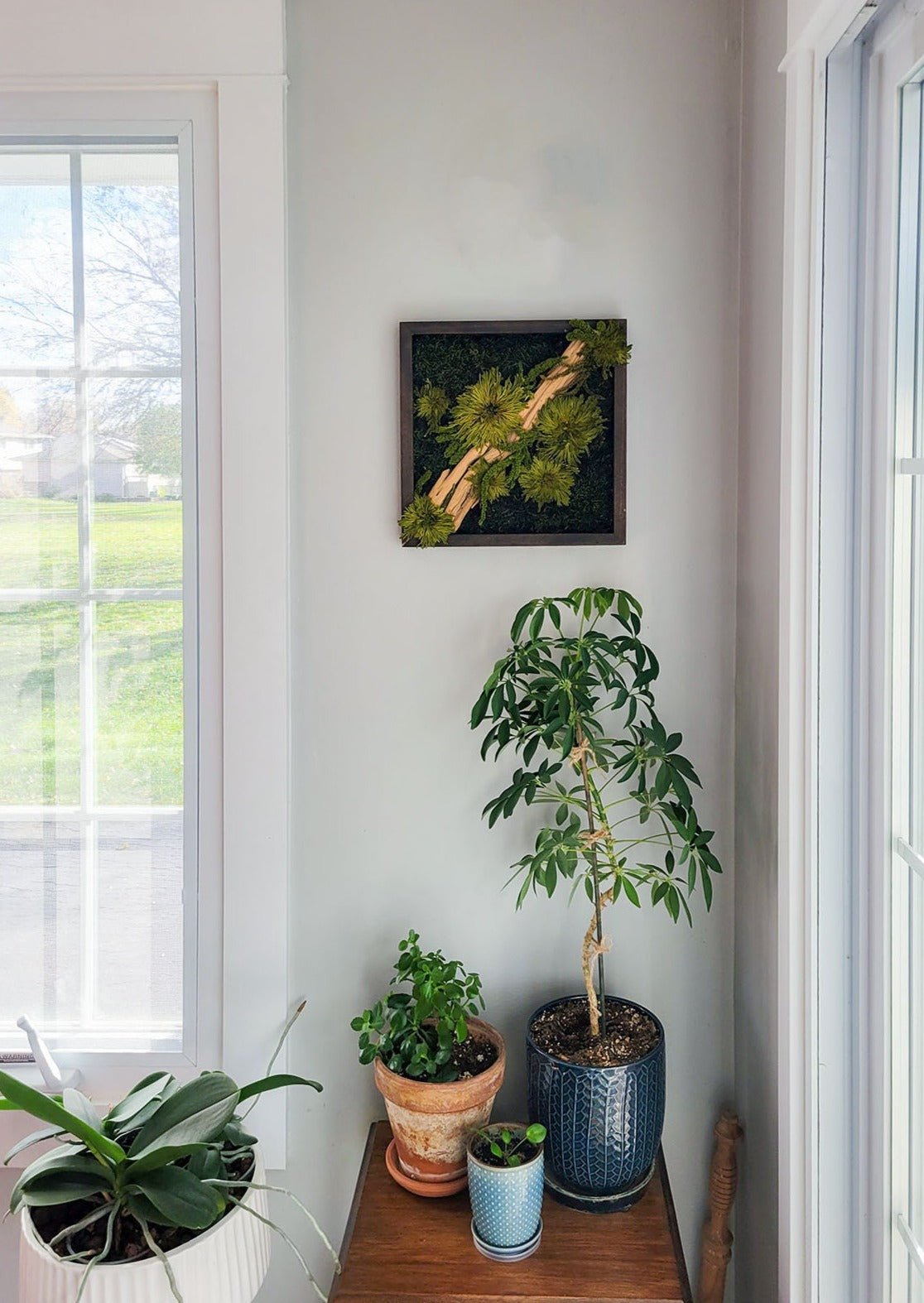 Preserved Moss Frame w Driftwood - Mossy Moss by Olia