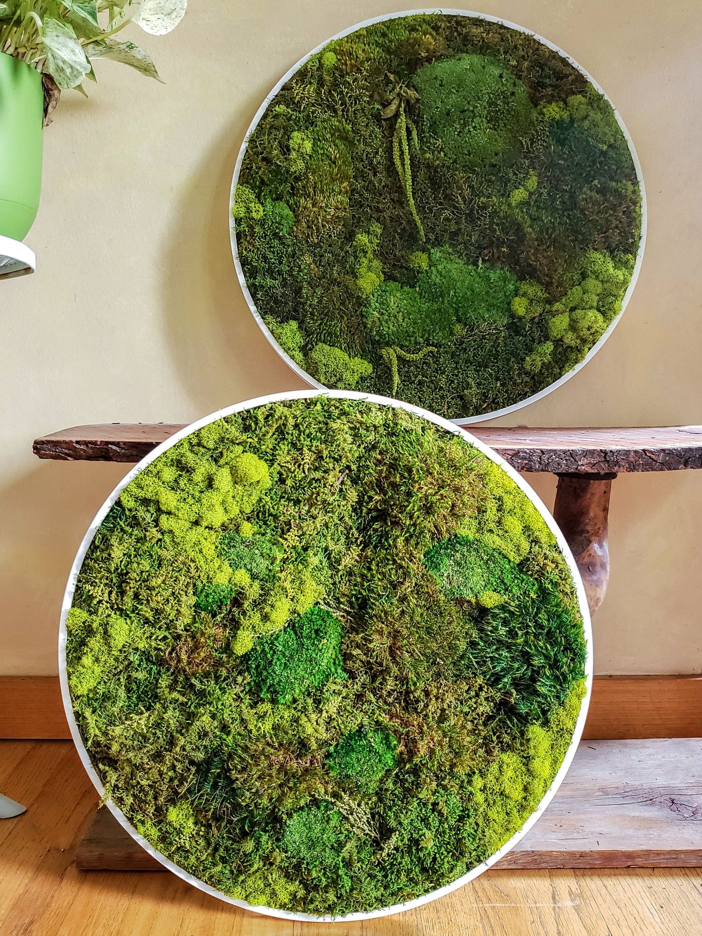 Preserved Moss Frames in a Circle Shape - Mossy Moss by Olia