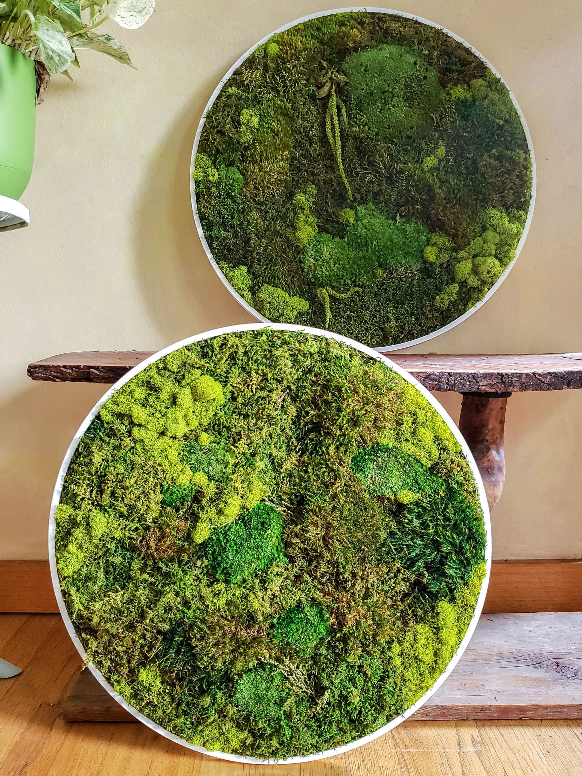 Preserved Moss Frames in a Circle Shape - Mossy Moss by Olia