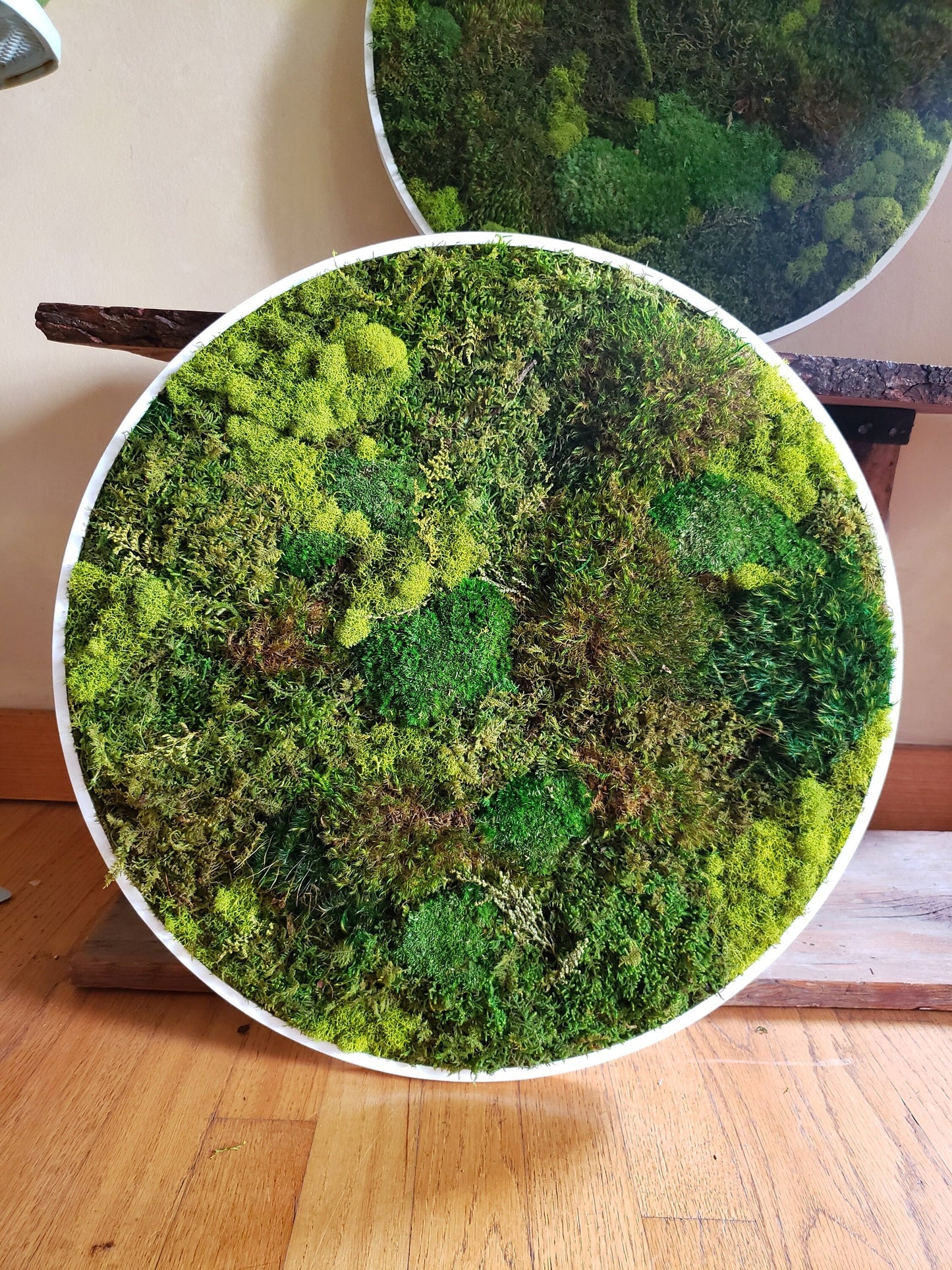 Preserved Moss Frames in a Circle Shape - Mossy Moss by Olia