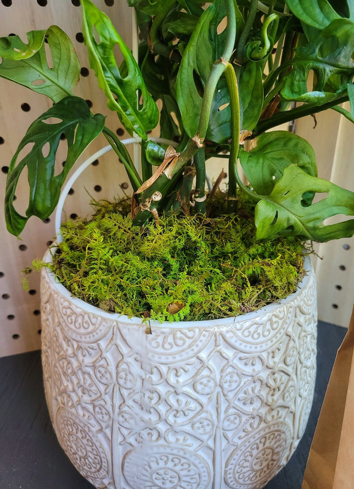 Natural Preserved Moss Purse Planter 8.75