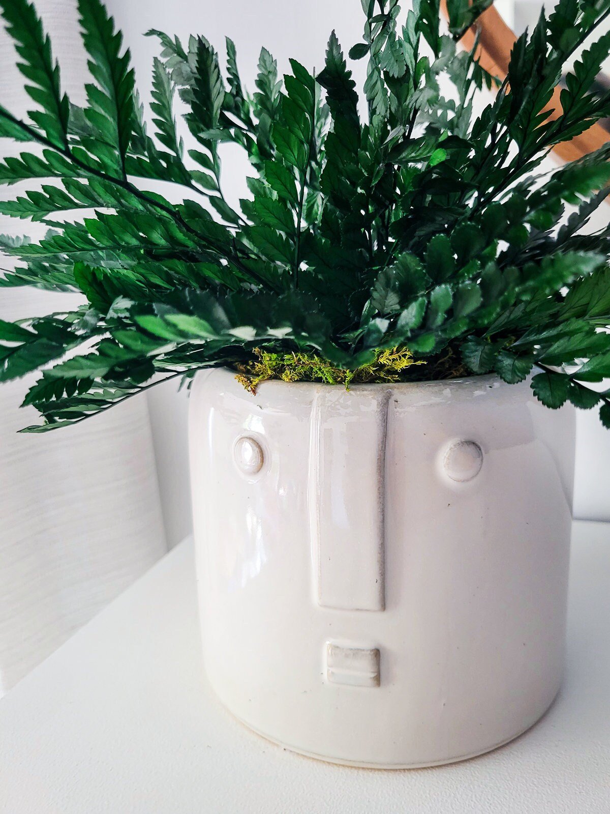 Preserved Potted Houseplant - Mossy Moss by Olia