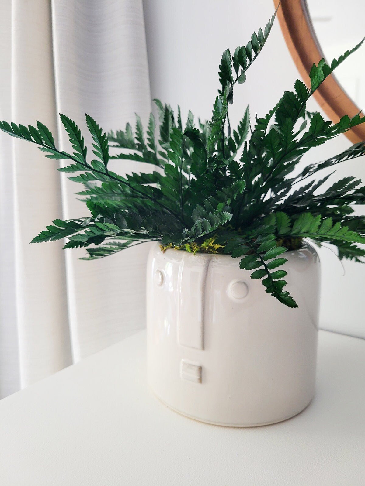 Preserved Potted Houseplant - Mossy Moss by Olia