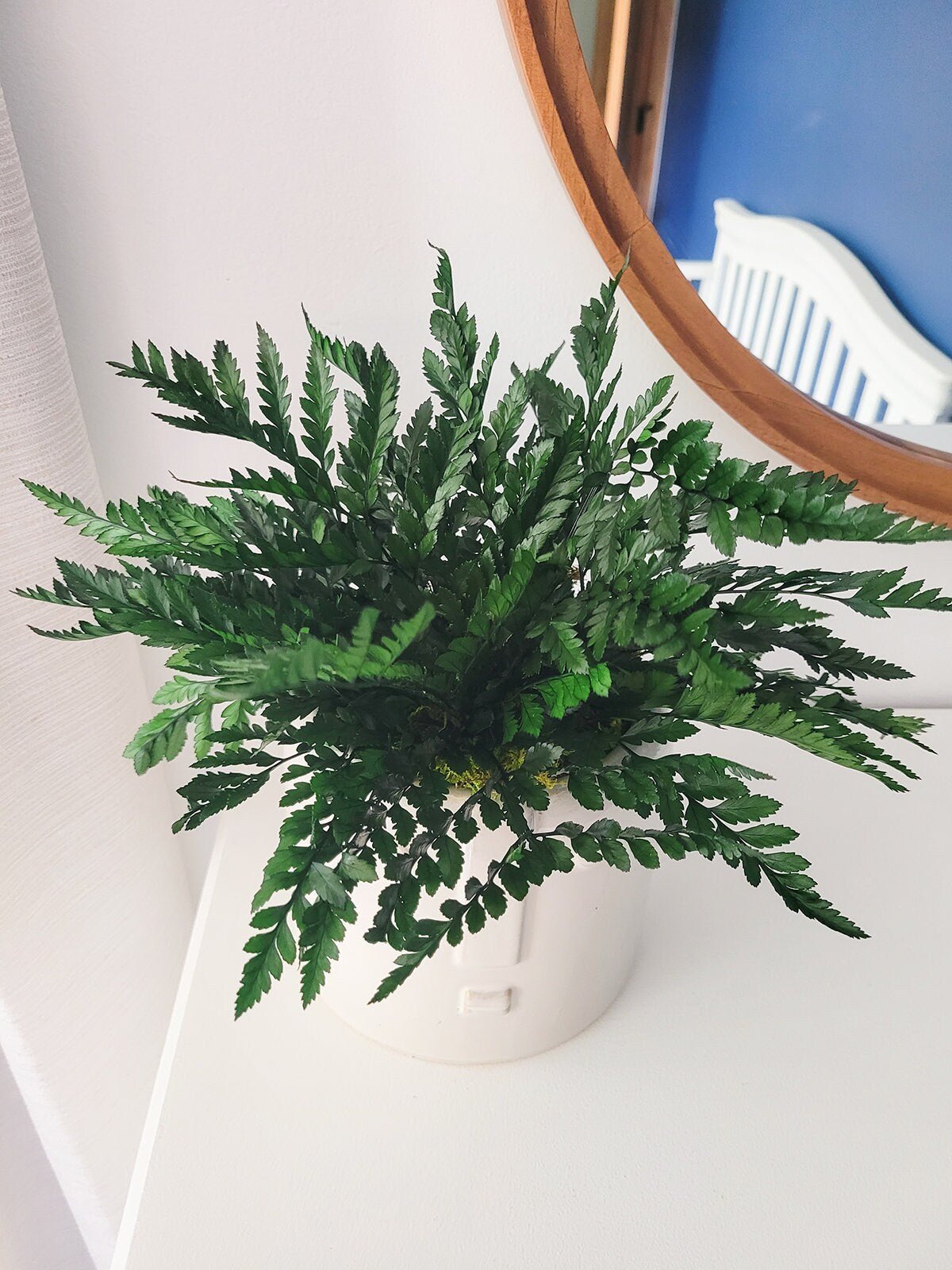 Preserved Potted Houseplant - Mossy Moss by Olia